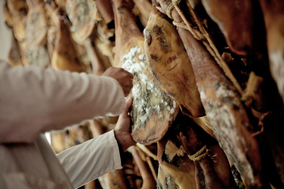Maestro jamonero revisando jamones en el secadero de Establiments Andreu
